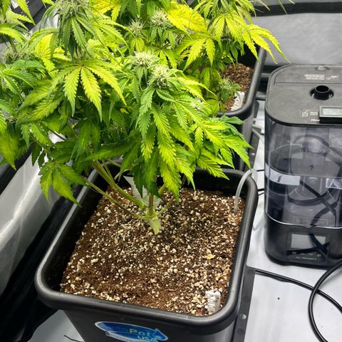 Gorilla Melon growlog timeline photo