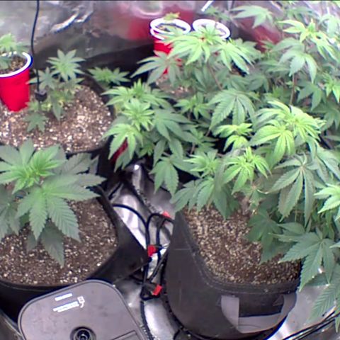 Gorilla Melon growlog timeline photo