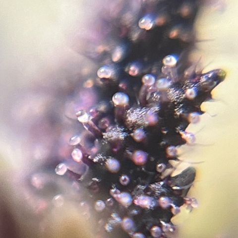 Gorilla Melon growlog photo: Not ready yet