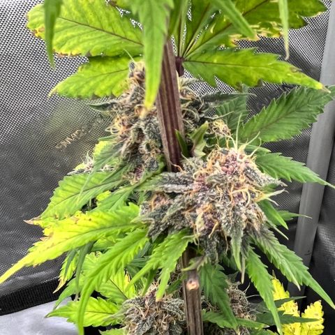 Gorilla Melon growlog photo: Not ready yet