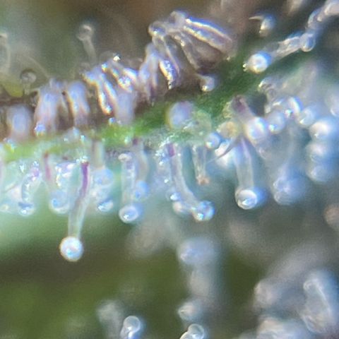 Gorilla Melon growlog photo: Not ready yet
