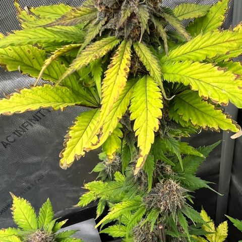 Gorilla Melon growlog photo: Not ready yet