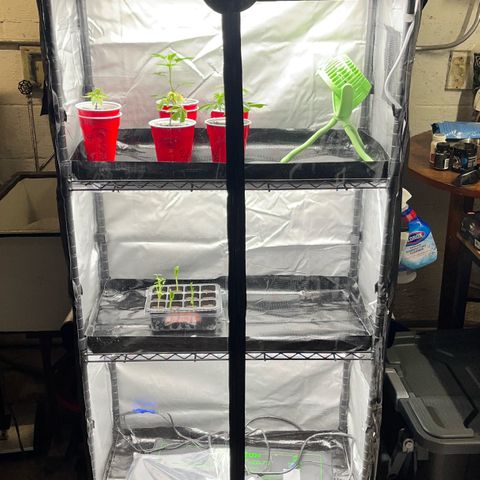 Gorilla Melon growlog photo: Added a spider farmer grow shelf for clones and vegetables.