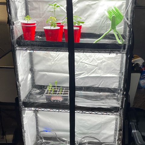 Gorilla Melon growlog photo: Added a spider farmer grow shelf for clones and vegetables.