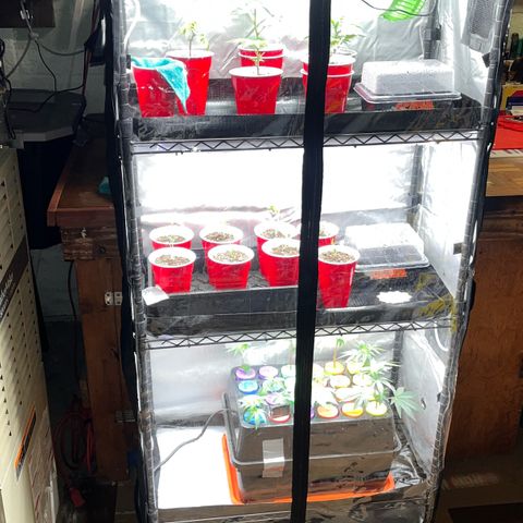 Gorilla Melon growlog photo: Day 55 
Added the spider farmer grow tent. Transplanted all of the seedlings to solo cups with a light water. Moved the aerocloner into the bottom. And put a fan on the wedding cake colones. 
