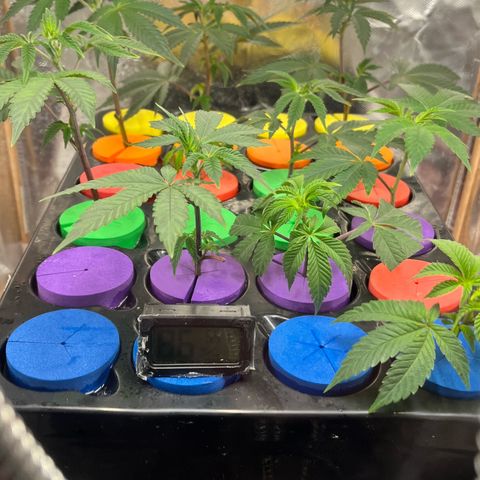 Gorilla Melon growlog photo: Day 55 
Added the spider farmer grow tent. Transplanted all of the seedlings to solo cups with a light water. Moved the aerocloner into the bottom. And put a fan on the wedding cake colones. 
