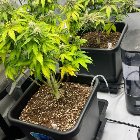 Gorilla Melon growlog photo: Day 55 
Added the spider farmer grow tent. Transplanted all of the seedlings to solo cups with a light water. Moved the aerocloner into the bottom. And put a fan on the wedding cake colones. 
