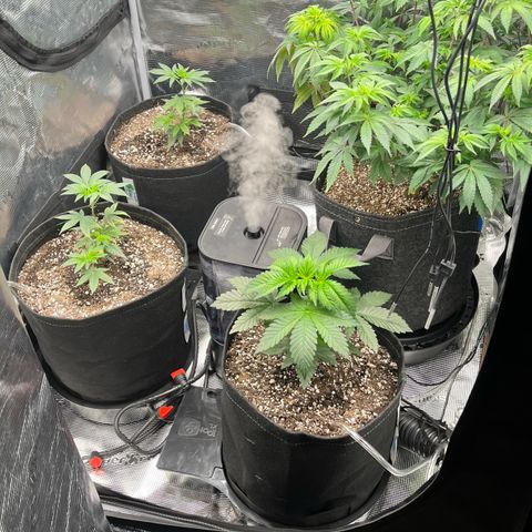 Gorilla Melon growlog photo: Day 55 
Added the spider farmer grow tent. Transplanted all of the seedlings to solo cups with a light water. Moved the aerocloner into the bottom. And put a fan on the wedding cake colones. 
