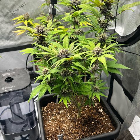 Gorilla Melon growlog photo: Day 55 
Added the spider farmer grow tent. Transplanted all of the seedlings to solo cups with a light water. Moved the aerocloner into the bottom. And put a fan on the wedding cake colones. 
