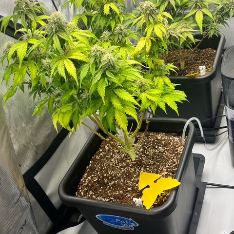 Gorilla Melon growlog photo: Transplant solos to 1 gal, and clones to solos