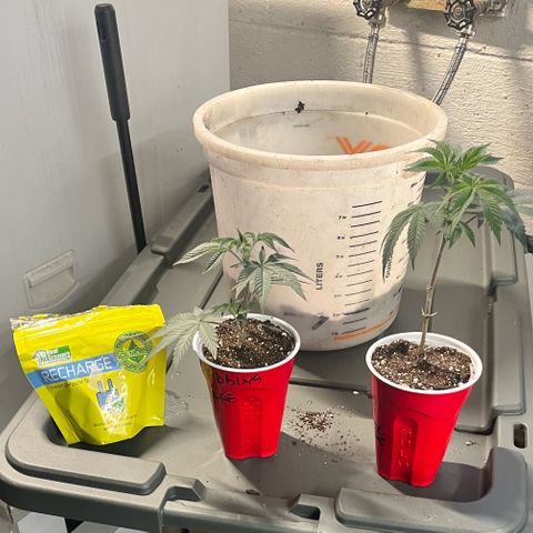 Gorilla Melon growlog photo: Transplant solos to 1 gal, and clones to solos