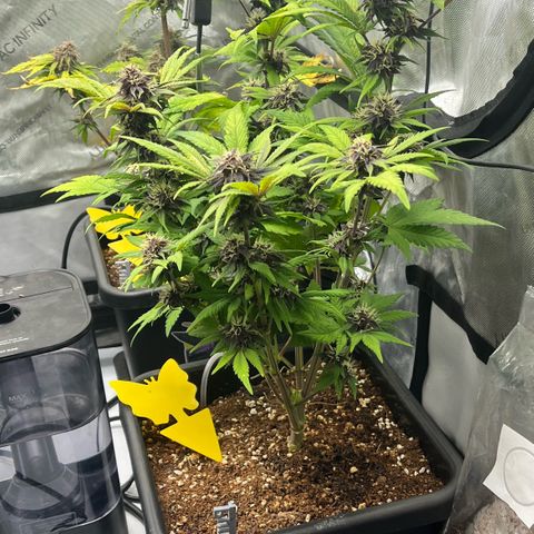 Gorilla Melon growlog photo: Transplant solos to 1 gal, and clones to solos