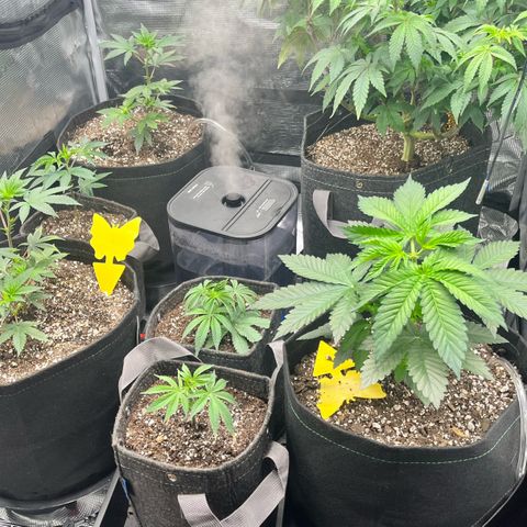 Gorilla Melon growlog photo: Transplant solos to 1 gal, and clones to solos