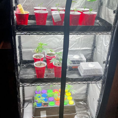 Gorilla Melon growlog photo: Transplant solos to 1 gal, and clones to solos