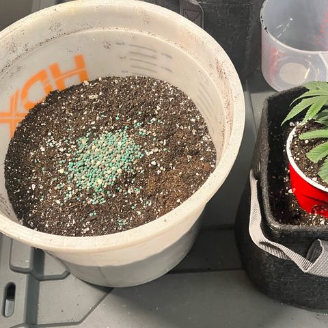 Gorilla Melon growlog photo: Transplant solos to 1 gal, and clones to solos