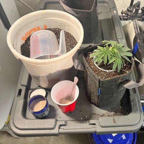 Gorilla Melon growlog photo: Transplant solos to 1 gal, and clones to solos