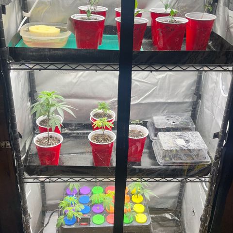 Gorilla Melon growlog timeline photo