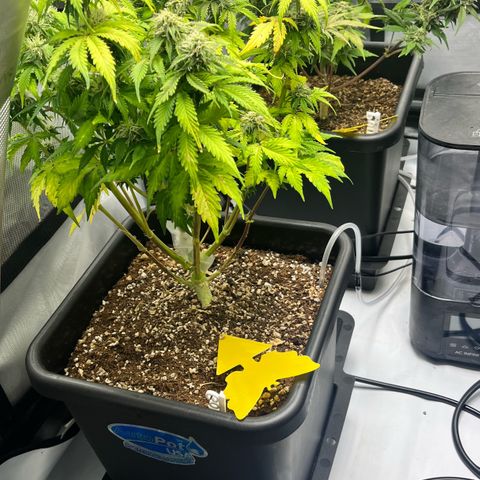 Gorilla Melon growlog timeline photo
