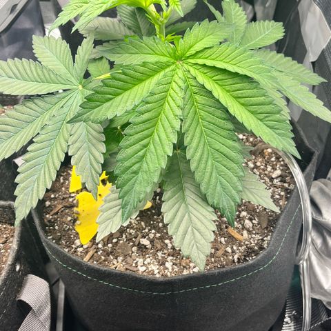 Gorilla Melon growlog timeline photo