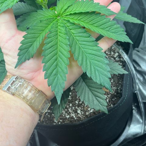 Gorilla Melon growlog timeline photo