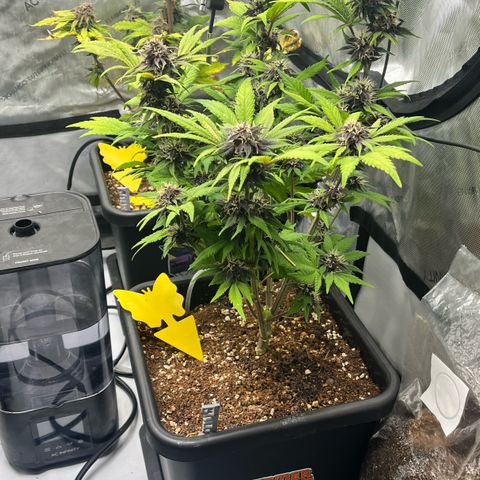 Gorilla Melon growlog timeline photo