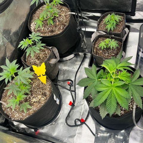 Gorilla Melon growlog timeline photo