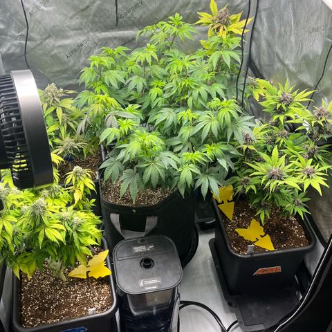 Gorilla Melon growlog timeline photo