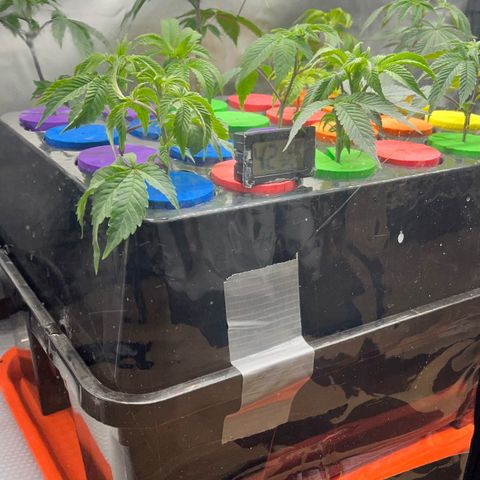 Gorilla Melon growlog timeline photo