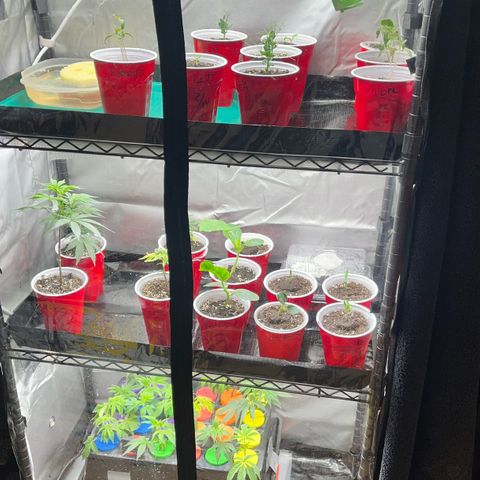 Gorilla Melon growlog photo: Transplant some veg to Tent 3.