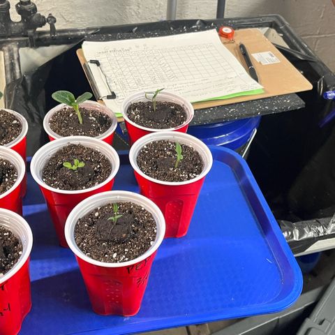 Gorilla Melon growlog photo: Transplant some veg to Tent 3.