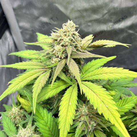 Gorilla Melon growlog photo: Transplant 3 wedding cake clones to soil. Gave em some great white and a drink of recharge. 