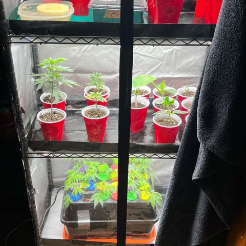 Gorilla Melon growlog photo: Transplant 3 wedding cake clones to soil. Gave em some great white and a drink of recharge. 