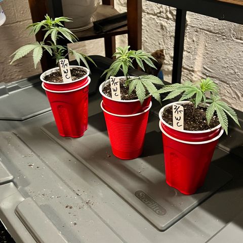 Gorilla Melon growlog photo: Transplant 3 wedding cake clones to soil. Gave em some great white and a drink of recharge. 