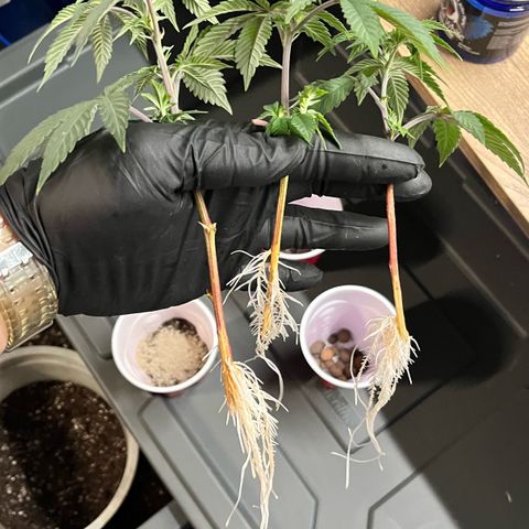 Gorilla Melon growlog photo: Transplant 3 wedding cake clones to soil. Gave em some great white and a drink of recharge. 