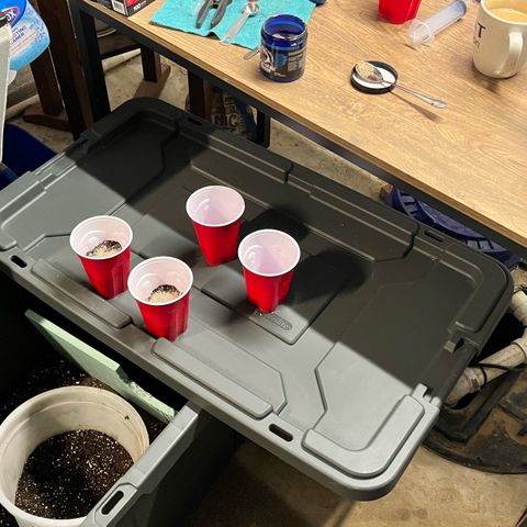 Gorilla Melon growlog photo: Transplant 3 wedding cake clones to soil. Gave em some great white and a drink of recharge. 