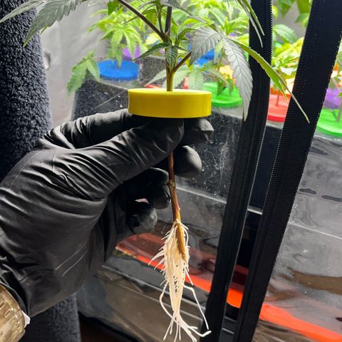 Gorilla Melon growlog photo: Transplant 3 wedding cake clones to soil. Gave em some great white and a drink of recharge. 