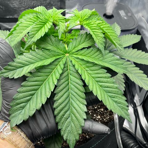 Gorilla Melon growlog photo: Transplant 3 wedding cake clones to soil. Gave em some great white and a drink of recharge. 