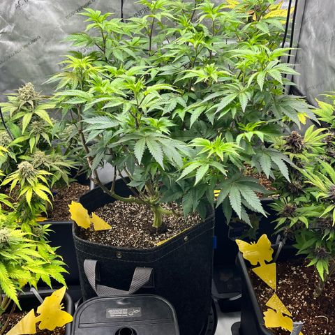 Gorilla Melon growlog photo: Transplant 3 wedding cake clones to soil. Gave em some great white and a drink of recharge. 