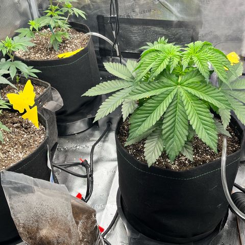 Gorilla Melon growlog photo: Transplant 3 wedding cake clones to soil. Gave em some great white and a drink of recharge. 