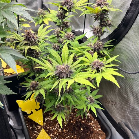Gorilla Melon growlog photo: Transplant 3 wedding cake clones to soil. Gave em some great white and a drink of recharge. 