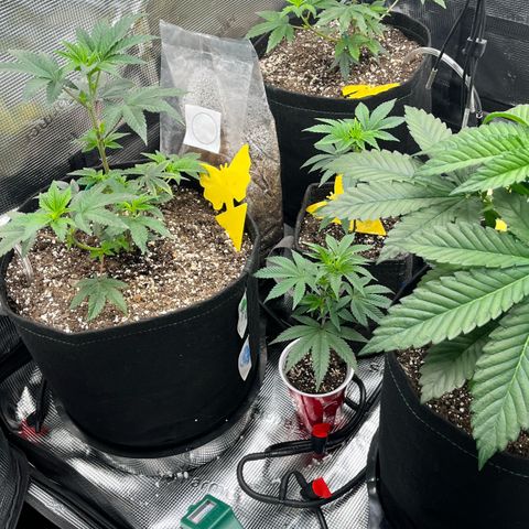 Gorilla Melon growlog timeline photo