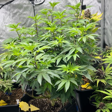 Gorilla Melon growlog timeline photo