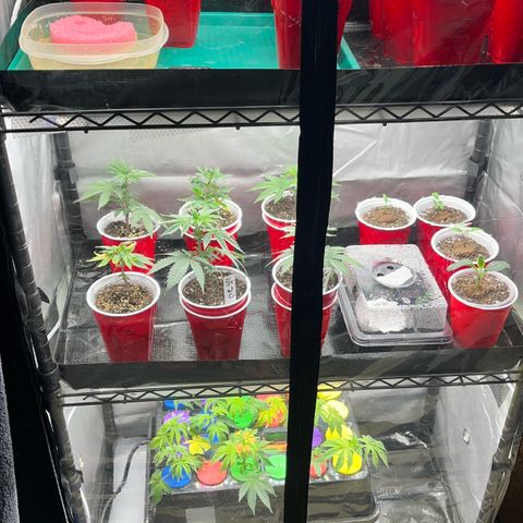 Gorilla Melon growlog timeline photo