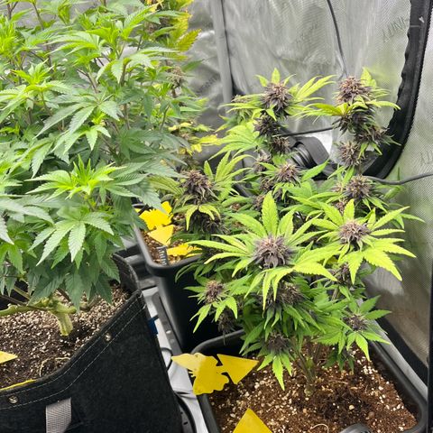 Gorilla Melon growlog timeline photo