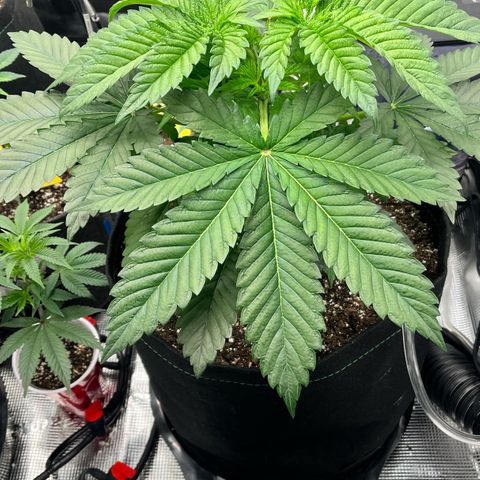 Gorilla Melon growlog timeline photo