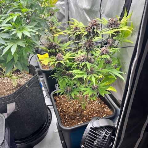 Gorilla Melon growlog timeline photo