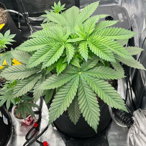 Gorilla Melon growlog timeline photo