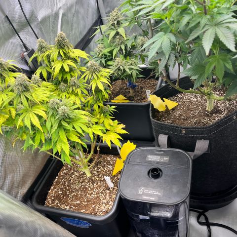 Gorilla Melon growlog timeline photo