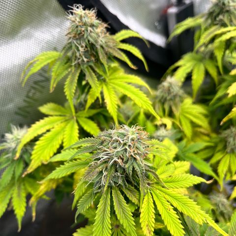 Gorilla Melon growlog timeline photo