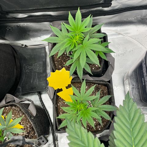 Gorilla Melon growlog timeline photo